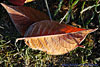 frost