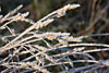 frost