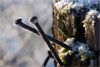 frost