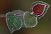 frost