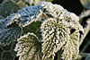 frost