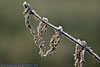 frost