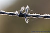 frost