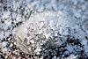 frost