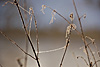 frost