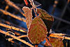 frost