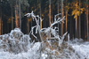 frost