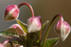 fruehling