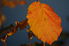 herbst 2