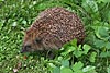 tiere