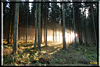 wald und baeume